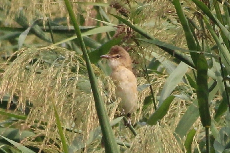 Aiuto identificazione